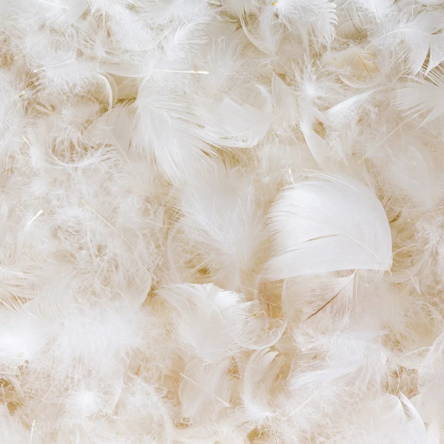 Down/Feather Blend