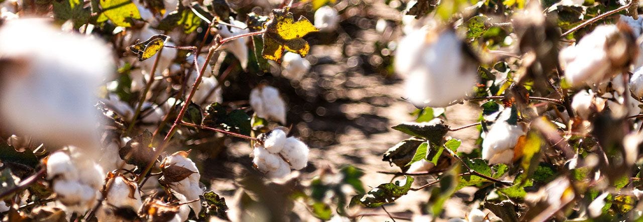 organic cotton blooms in a cotton field
