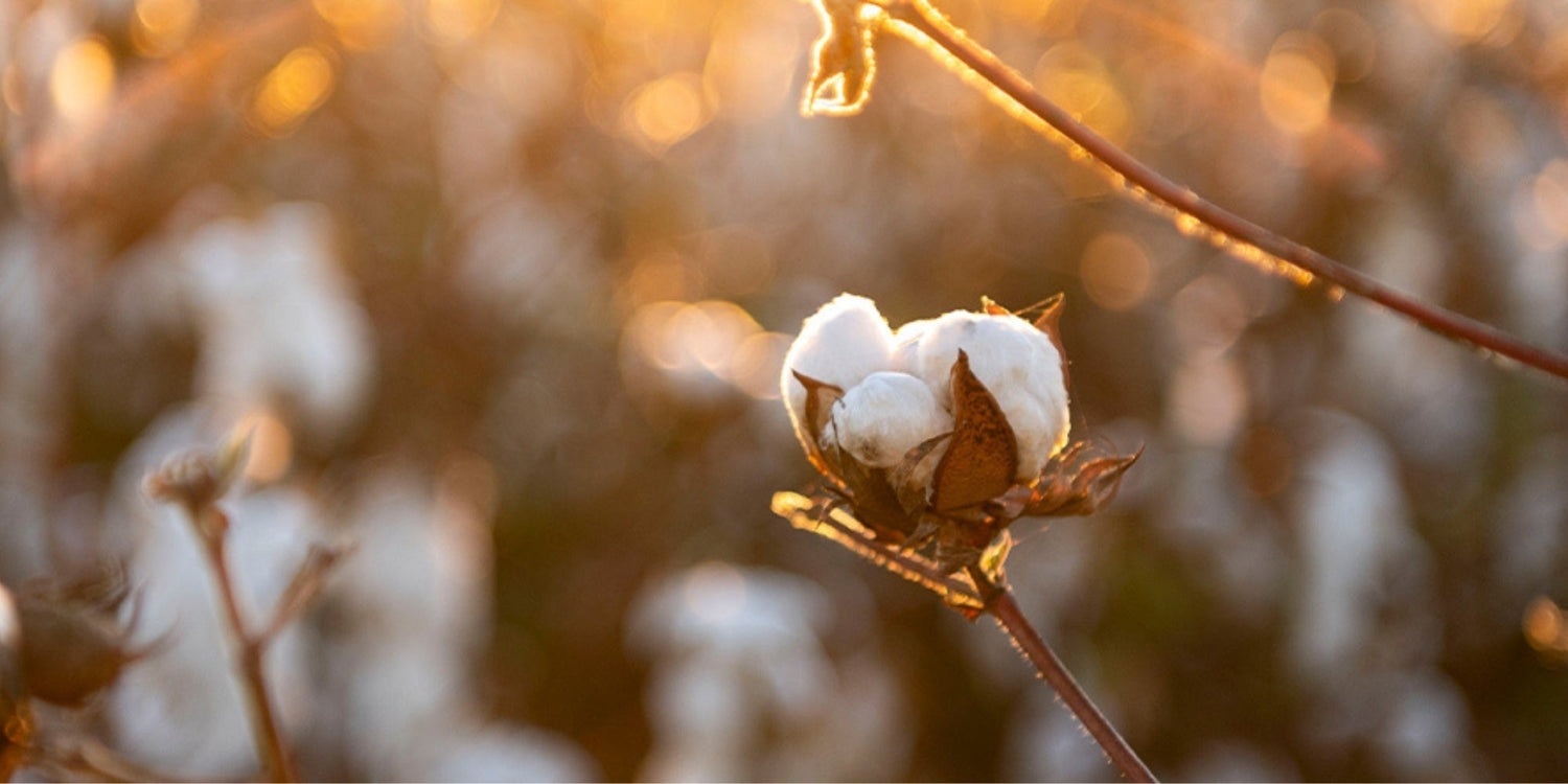 organic cotton blossom in a field at sunset