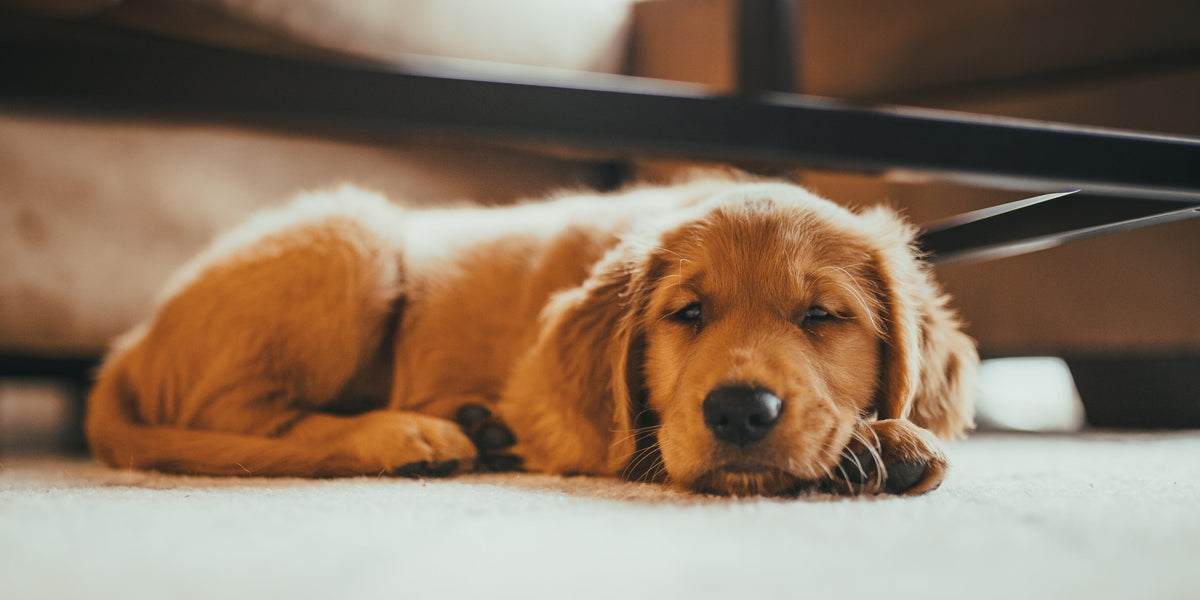 Golden retriever puppy sleeping on floor